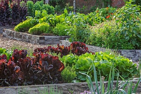 HAMPTON_COURT_CASTLE_HEREFORDSHIRE_THE_KITCHEN_GARDEN__RAISED_WOODEN_BEDS_WITH_LETTUCES__LETTUCE_RED