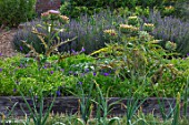 HAMPTON COURT CASTLE, HEREFORDSHIRE: THE KITCHEN GARDEN - RAISED WOODEN BEDS WITH ARTICHOKES AND ONION SUPERSWEET. VEGETABLES, SALADS, POTAGER