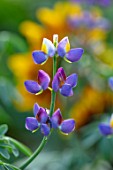 HAMPTON COURT CASTLE, HEREFORDSHIRE: PLANT PORTRAIT OF ANNUAL LUPIN - LUPINUS BLUE JAVELIN, HARDY, ANNUAL, FLOWERS, BLUE, YELLOW, SUMMER