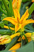 HAMPTON COURT CASTLE, HEREFORDSHIRE: PLANT PORTRAIT OF YELLOW FLOWERS OF COURGETTE - GOLDEN ZUCCHINI. CUCURBITA PEPO, YELLOW, SUMMER, VEGETABLES, EDIBLES