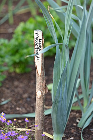 HAMPTON_COURT_CASTLE_HEREFORDSHIRE_WOODEN_PLANT_LABEL_NEXT_TO_LEEKS_MUSSELBURGH