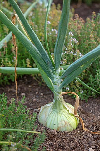 HAMPTON_COURT_CASTLE_HEREFORDSHIRE_PLANT_PORTRAIT_OF_ONION_SUPASWEET_GROWING_RIPENING_LATE_SUMMER_VE