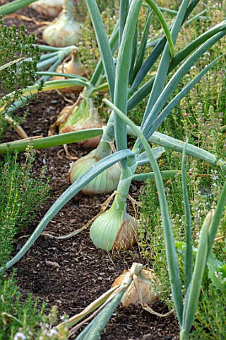 HAMPTON_COURT_CASTLE_HEREFORDSHIRE_ROW_OF_ONION_SUPASWEET_GROWING_RIPENING_LATE_SUMMER_VEGETABLES_OR