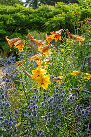 HAMPTON_COURT_CASTLE_HEREFORDSHIRE_BLUE_ERYNGIUMS_AND_LILIUM_AFRICAN_QUEEN_IN_BORDER_PLANT_COMBINATI