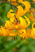 MORTON HALL, WORCESTERSHIRE: PLANT PORTRAIT OF ORANGE, YELLOW FLOWERS OF LILIUM HENRYI. BULBS, SUMMER, JULY, STAMEN, SPECKLED, LILIES, LILLYS