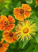 MORTON HALL, WORCESTERSHIRE: PLANT COMBINATION, ASSOCIATION - ORANGE, YELLOW FLOWERS OF HELENIUM MOERHEIM BEAUTY AND INULA HOOKERI. PERENNIALS, FLOWERING