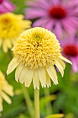 MEADOW FARM GARDEN AND NURSERY, WORCESTERSHIRE: PLANT PORTRAIT OF YELLOW FLOWER OF ECHINACEA MEADOW FARM DOUBLE SOFT YELLOW HYBRIDS. PERENNIALS, FLOWERING, LATE, SUMMER