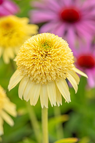 MEADOW_FARM_GARDEN_AND_NURSERY_WORCESTERSHIRE_PLANT_PORTRAIT_OF_YELLOW_FLOWER_OF_ECHINACEA_MEADOW_FA