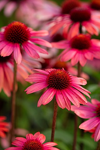 MEADOW_FARM_GARDEN_AND_NURSERY_WORCESTERSHIRE_PLANT_PORTRAIT_OF_PINK_RED_FLOWER_OF_ECHINACEA_MEADOW_