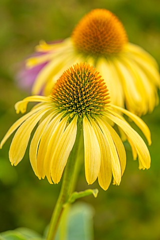 MEADOW_FARM_GARDEN_AND_NURSERY_WORCESTERSHIRE_PLANT_PORTRAIT_OF_YELLOW_FLOWERS_OF_ECHINACEA_MEADOW_F