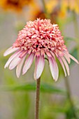 MEADOW FARM GARDEN AND NURSERY, WORCESTERSHIRE: PLANT PORTRAIT OF PINK, APRICOT FLOWERS OF ECHINACEA MEADOW FARM DOUBLE HYBRIDS. PERENNIALS, FLOWERING, LATE, SUMMER, CONEFLOWER