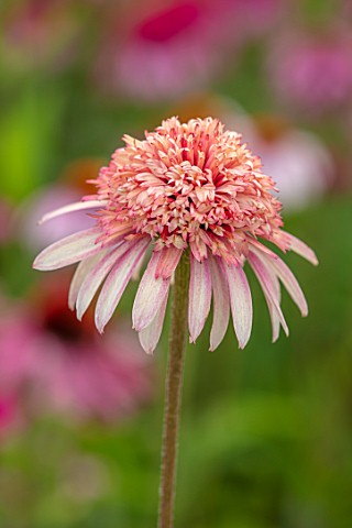 MEADOW_FARM_GARDEN_AND_NURSERY_WORCESTERSHIRE_PLANT_PORTRAIT_OF_PINK_APRICOT_FLOWERS_OF_ECHINACEA_ME