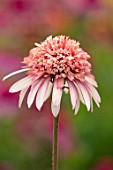 MEADOW FARM GARDEN AND NURSERY, WORCESTERSHIRE: PLANT PORTRAIT OF PINK, APRICOT FLOWERS OF ECHINACEA MEADOW FARM DOUBLE HYBRIDS. PERENNIALS, FLOWERING, LATE, SUMMER, CONEFLOWER