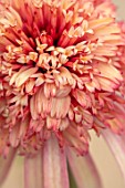 MEADOW FARM GARDEN AND NURSERY, WORCESTERSHIRE: PLANT PORTRAIT OF PINK, APRICOT FLOWERS OF ECHINACEA MEADOW FARM DOUBLE HYBRIDS. PERENNIALS, FLOWERING, ABSTRACT, SUMMER, CONEFLOWER