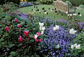 SEAT ON LAWN  BEDS OF TULIPS WHITE TRIUMPHATOR & MARIETTE AND MYOSOTIS BLUE BALL. EASTGROVE COTTAGE  HERE & WORCS.