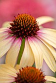 MEADOW FARM GARDEN AND NURSERY, WORCESTERSHIRE: PLANT PORTRAIT OF FLOWERS OF ECHINACEA MEADOW FARM DOUBLE HYBRIDS CREAM AND MAGENTA BLEED. PERENNIALS, FLOWERING, LATE, SUMMER