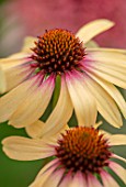 MEADOW FARM GARDEN AND NURSERY, WORCESTERSHIRE: PLANT PORTRAIT OF FLOWERS OF ECHINACEA MEADOW FARM DOUBLE HYBRIDS CREAM AND MAGENTA BLEED. PERENNIALS, FLOWERING, LATE, SUMMER