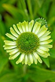 MEADOW FARM GARDEN AND NURSERY, WORCESTERSHIRE: PLANT PORTRAIT LIME GREEN FLOWERS OF ECHINACEA GREEN JEWEL . PERENNIALS, FLOWERING, CONEFLOWERS, LATE, SUMMER