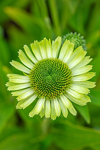 MEADOW_FARM_GARDEN_AND_NURSERY_WORCESTERSHIRE_PLANT_PORTRAIT_LIME_GREEN_FLOWERS_OF_ECHINACEA_GREEN_J