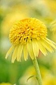 MEADOW FARM GARDEN AND NURSERY, WORCESTERSHIRE: PLANT PORTRAIT OF YELLOW FLOWERS OF ECHINACEA MEADOW FARM DOUBLE SOFT YELLOW HYBRIDS. PERENNIALS, FLOWERING, CONEFLOWERS