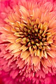 MEADOW FARM GARDEN AND NURSERY, WORCESTERSHIRE: PLANT PORTRAIT OF PINK, ORANGE FLOWERS OF ECHINACEA MEADOW FARM DOUBLE HYBRIDS. PERENNIALS, FLOWERING, ABSTRACT, CONEFLOWER