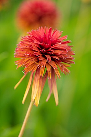 MEADOW_FARM_GARDEN_AND_NURSERY_WORCESTERSHIRE_PLANT_PORTRAIT_OF_ORANGE_RED_FLOWERS_OF_ECHINACEA_MEAD