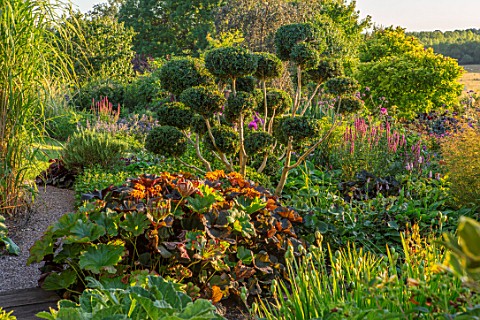 MEADOW_FARM_GARDEN_AND_NURSERY_WORCESTERSHIRE_CLOUD_PRUNED_CLIPPED_BOX_BUXUS_LIGULARIA_DENTATA_DESDE