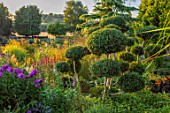 MEADOW FARM GARDEN AND NURSERY, WORCESTERSHIRE: CLOUD PRUNED, CLIPPED BOX, BUXUS, PHLOX ADESSA PURPLE STAR. BORDERS, GREEN, TOPIARY