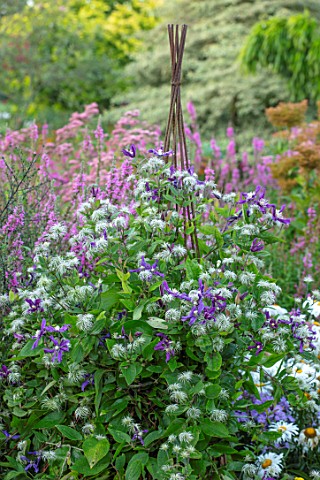 MEADOW_FARM_GARDEN_AND_NURSERY_WORCESTERSHIRE_BLUE_PURPLE_FLOWERS_OF_CLEMATIS_PETIT_FAUCON_ON_TRIPOD
