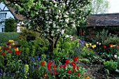 APPLE TREE IN BLOSSOM AMONGST RED TULIPS  EUPHORBIA ROBBIAE AND GRAPE HYACINTHS.  EASTGROVE COTTAGE  HEREFORD AND WORCS.