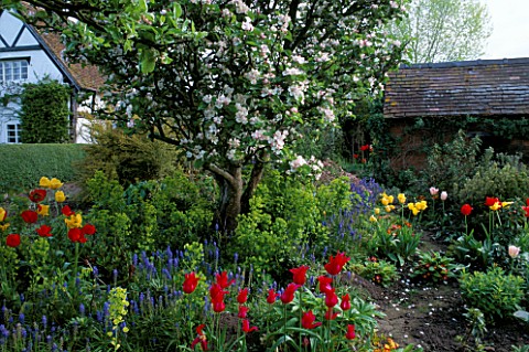 APPLE_TREE_IN_BLOSSOM_AMONGST_RED_TULIPS__EUPHORBIA_ROBBIAE_AND_GRAPE_HYACINTHS__EASTGROVE_COTTAGE__