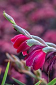 MEADOW FARM GARDEN AND NURSERY, WORCESTERSHIRE: PLANT PORTRAIT OF RED FLOWERS OF GLADIOLUS PAPILIO RUBY. FLOWERS, FLOWERING