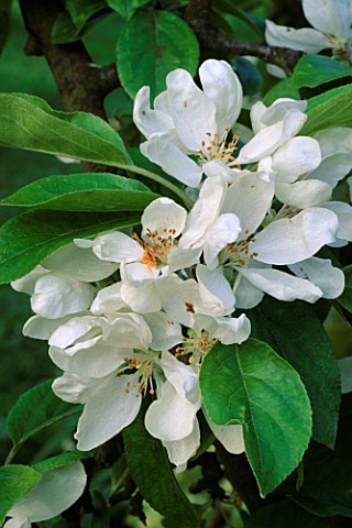 BLOSSOM_OF_MALUS_JOHN_DOWNIE_EASTGROVE_COTTAGE__HEREFORD_AND_WORCESTER