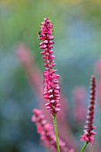 MEADOW FARM GARDEN AND NURSERY, WORCESTERSHIRE: PLANT PORTRAIT OF PINK FLOWERS OF PERSICARIA AMPLEXICAULIS FIRETAIL. FLOWERS, FLOWERING, SUMMER, PERENNIALS