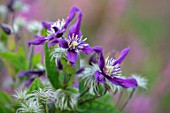 MEADOW FARM GARDEN AND NURSERY, WORCESTERSHIRE: PLANT PORTRAIT OF BLUE, PURPLE FLOWERS OF CLEMATIS PETIT FAUCON. FLOWERS, FLOWERING, SUMMER, CLIMBERS, CLIMBING