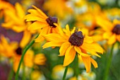 MEADOW FARM GARDEN AND NURSERY, WORCESTERSHIRE: PLANT PORTRAIT OF YELLOW FLOWERS OF RUDBECKIA HIRTA MARMALADE. FLOWERS, FLOWERING, SUMMER, PERENNIALS