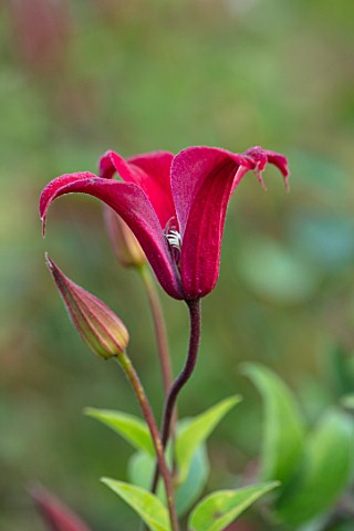 MEADOW_FARM_GARDEN_AND_NURSERY_WORCESTERSHIRE_PLANT_PORTRAIT_OF_RED_PINK_FLOWERS_OF_CLEMATIS_TEXENSI