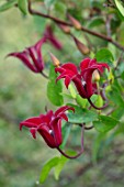 MEADOW FARM GARDEN AND NURSERY, WORCESTERSHIRE: PLANT PORTRAIT OF RED, PINK FLOWERS OF CLEMATIS TEXENSIS HYBRID. FLOWERS, FLOWERING, SUMMER, CLIMBER, CLIMBING
