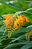 MEADOW FARM GARDEN AND NURSERY, WORCESTERSHIRE: PLANT PORTRAIT OF YELLOW FLOWERS OF CROCOSMIA WALBERTON YELLOW. FLOWERS, FLOWERING, SUMMER, PERENNIALS