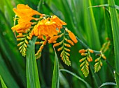 MEADOW FARM GARDEN AND NURSERY, WORCESTERSHIRE: PLANT PORTRAIT OF YELLOW FLOWERS OF CROCOSMIA WALBERTON YELLOW. FLOWERS, FLOWERING, SUMMER, PERENNIALS