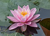 BENNETTS WATER GARDENS, DORSET: PLANT PORTRAIT OF PINK FLOWERS OF WATER LILY - NYMPHAEA NORMA GEDYE. WATER LILIES, SUMMER, FLOWERING, AQUATIC PERENNIALS