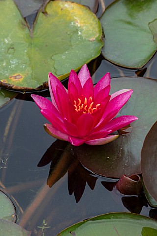 BENNETTS_WATER_GARDENS_DORSET_PLANT_PORTRAIT_OF_PINK_RED_FLOWERS_OF_WATER_LILY__NYMPHAEA_PERRYS_RED_