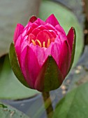 BENNETTS WATER GARDENS, DORSET: PLANT PORTRAIT OF PINK, RED FLOWERS OF WATER LILY - NYMPHAEA MAYLA. WATER LILIES, SUMMER, FLOWERING, AQUATIC PERENNIALS