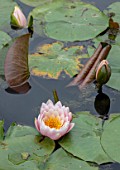 BENNETTS WATER GARDENS, DORSET: PLANT PORTRAIT OF PINK, FLOWERS OF WATER LILY - NYMPHAEA RAY DAVIES. WATER LILIES, SUMMER, FLOWERING, AQUATIC PERENNIALS