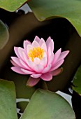BENNETTS WATER GARDENS, DORSET: PLANT PORTRAIT OF PINK, FLOWERS OF WATER LILY - NYMPHAEA ROSE AREY. WATER LILIES, SUMMER, FLOWERING, AQUATIC PERENNIALS