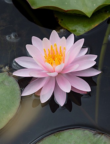 BENNETTS_WATER_GARDENS_DORSET_PLANT_PORTRAIT_OF_PINK_FLOWERS_OF_WATER_LILY__NYMPHAEA_ROSE_AREY_WATER