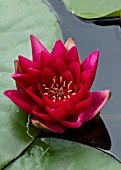 BENNETTS WATER GARDENS, DORSET: PLANT PORTRAIT OF PINK, RED FLOWERS OF WATER LILY - NYMPHAEA ESCARBOUCLE. AGM. WATER LILIES, SUMMER, FLOWERING, AQUATIC PERENNIALS