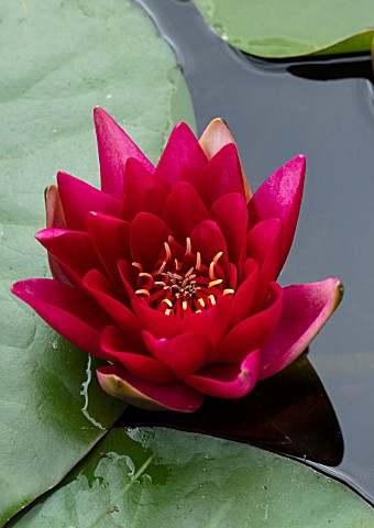 BENNETTS_WATER_GARDENS_DORSET_PLANT_PORTRAIT_OF_PINK_RED_FLOWERS_OF_WATER_LILY__NYMPHAEA_ESCARBOUCLE