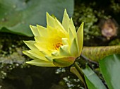 BENNETTS WATER GARDENS, DORSET: PLANT PORTRAIT OF YELLOW FLOWERS OF WATER LILY - NYMPHAEA JOEY TOMOCIK. WATER LILIES, SUMMER, FLOWERING, AQUATIC PERENNIALS