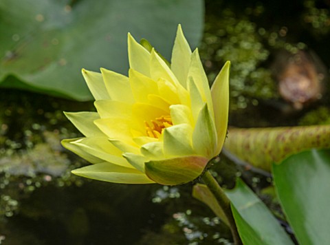 BENNETTS_WATER_GARDENS_DORSET_PLANT_PORTRAIT_OF_YELLOW_FLOWERS_OF_WATER_LILY__NYMPHAEA_JOEY_TOMOCIK_